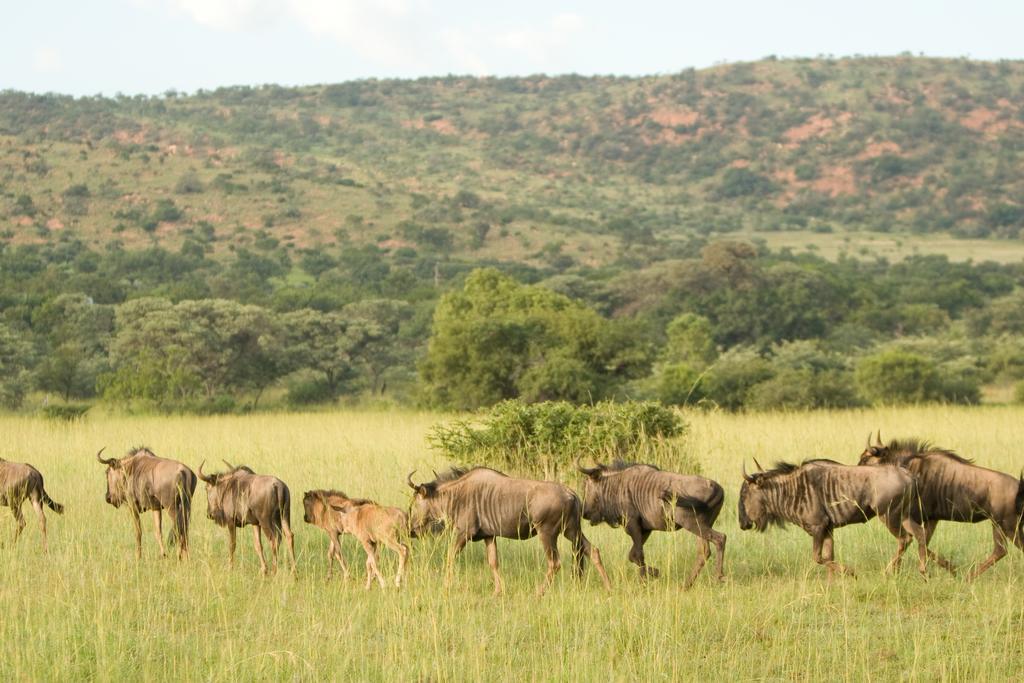 Kedar Heritage Lodge, Conference Centre & Spa Phokeng 외부 사진